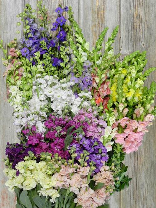 LARKPUR, SNAPDRAGON, STOCK ASSORTED COLORS COMBO BOX